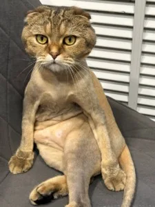 Стример - фото