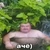 dedus_ks