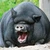 1mister_pig1