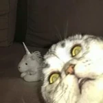 L1L1pyt