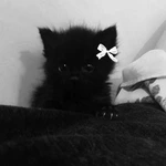 uga_velvet