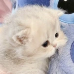 katenok8