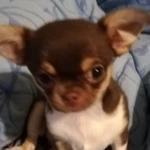 dog288