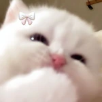 sashawaify
