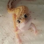 Fuyuroo