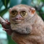 TarantulHS