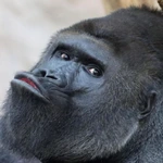 gorilla_danilaa