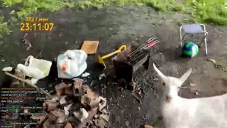 Коза показала кто БОСС
