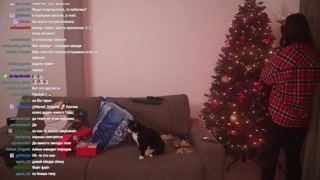 диви який котик