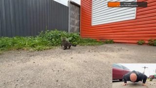 кот почуял опасность