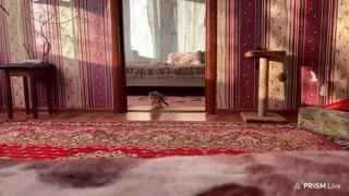 Куата цапнули