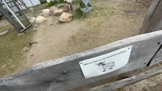 Альпака делает как? Альпака делает Баа xD