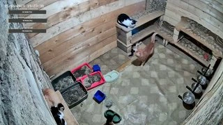 сats
