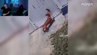 Кто смеется яйцо об голову
