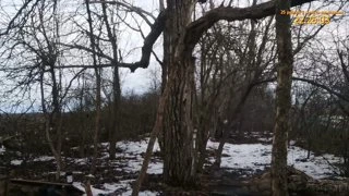 Грация кошки ловкость картошки