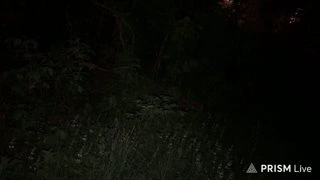 ходилки в лесу
