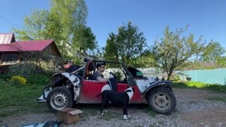 Стример отбирает у собаки подарок на день рождения под жесткий трек