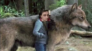 Лава Чикен