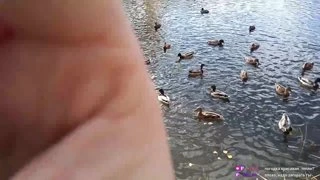 Ковер показал лицо Pog