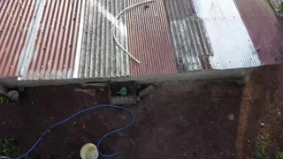 Саня подглядывает за хрюшками